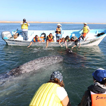 whale-page