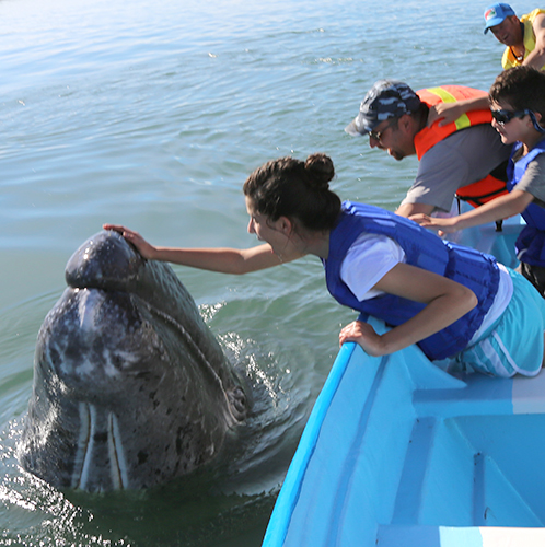 baja-whale-page