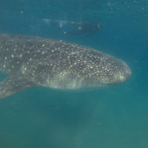DCIM100GOPROGOPR0584.