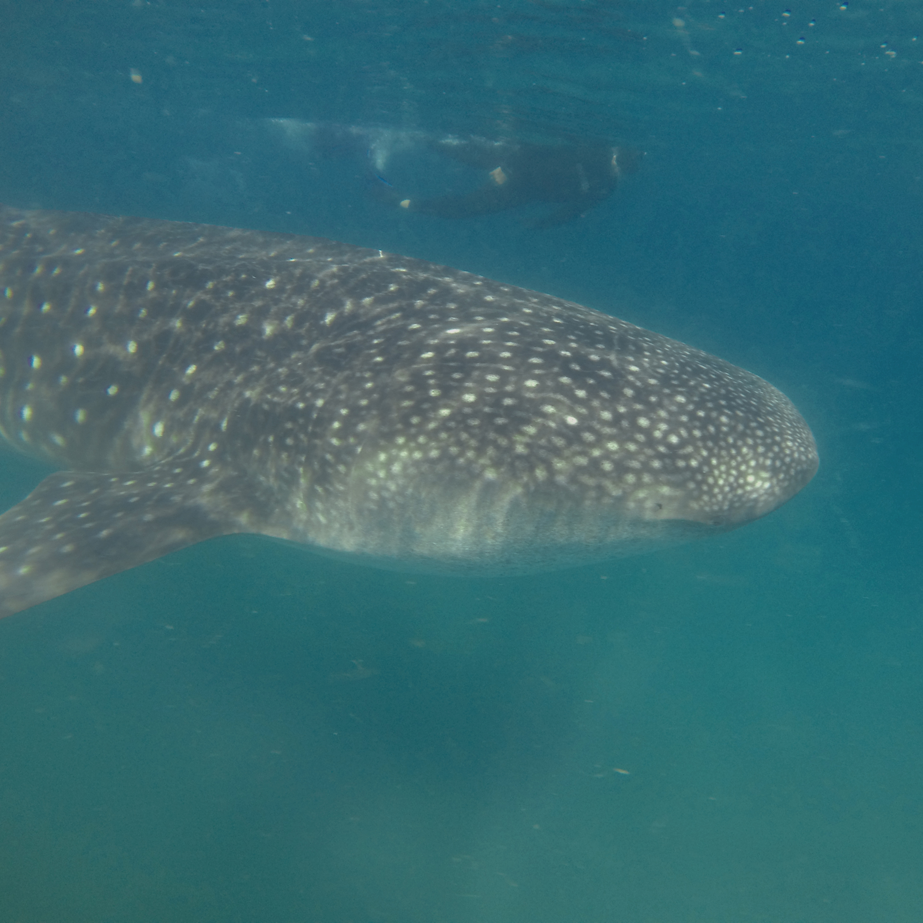 DCIM100GOPROGOPR0584.