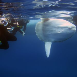 SEACAMP III Boat Trip Snorkel