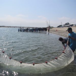 Seining at SEACAMP