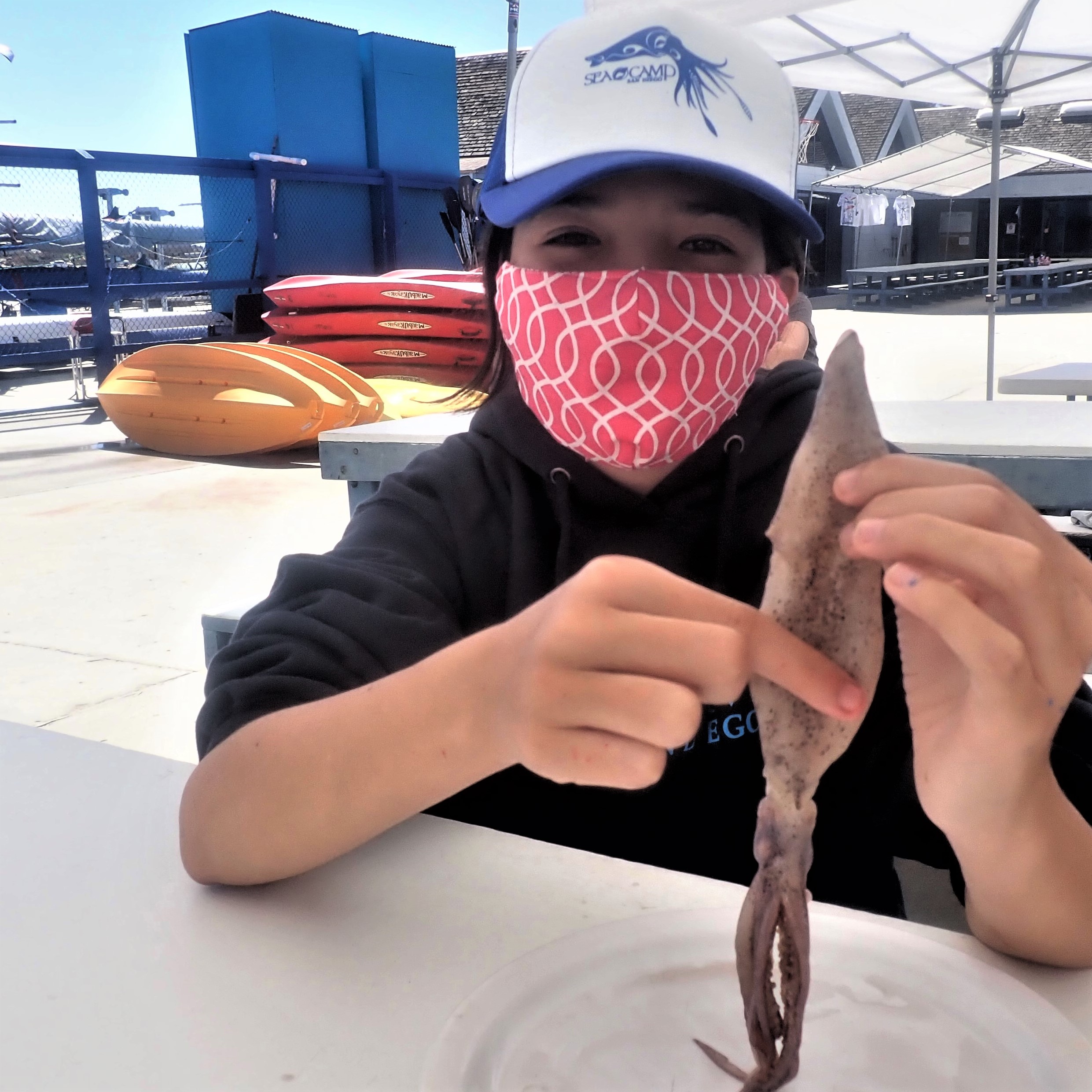 Squid Dissection
