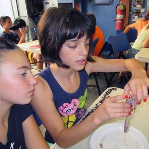 Squid Dissection