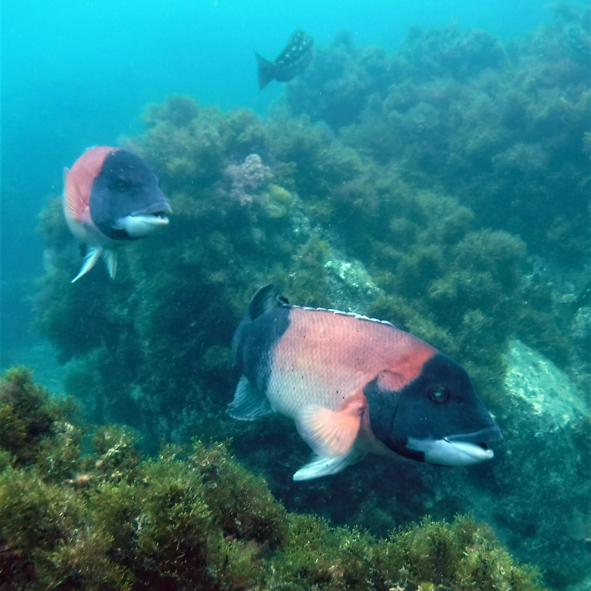 Sheephead two